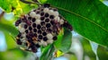 Bee hive hanging on green tree