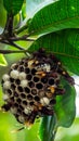 Bee hive hanging on the tree with green leaves