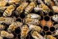 Bee hive with honey combs Royalty Free Stock Photo