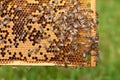 Bee Hive Royalty Free Stock Photo