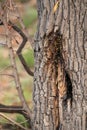 A bee hive insight a tree