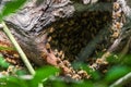 Bee hive in an old oak tree Royalty Free Stock Photo