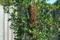 Bee hive on tree