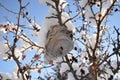 Bee hive on snowy crab apple tree in winter Royalty Free Stock Photo