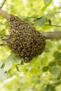 Bee hive swarming on tree