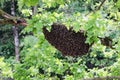 Bee hive in wild nature. Royalty Free Stock Photo