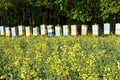 Bee hives Royalty Free Stock Photo