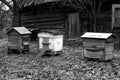 Bee hives in autumn season in black and white Royalty Free Stock Photo