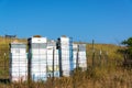 Bee Hives in a Bee Yard