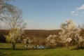 Bee hives, beekeping, bees, honey