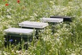 Bee hives between blooming wildflowers Royalty Free Stock Photo