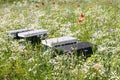 Bee hives between blooming wildflowers Royalty Free Stock Photo