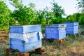 Bee hives Royalty Free Stock Photo