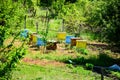 Bee hives Royalty Free Stock Photo