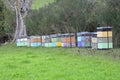 Bee hives photo taken in New-Zealand