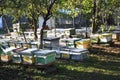 Bee hives in a country side garden, between trees and grass Royalty Free Stock Photo