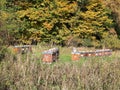 Bee hives eightteen pieces at forest border in scenic colorful autumn environment