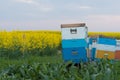 Bee hives in a field.Bees in a beehive