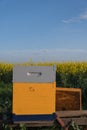 Bee hives in a field.Bees in a beehive