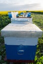 Bee hives in a field.Bees in a beehive