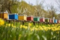 Bee hives in the field and orchard Royalty Free Stock Photo