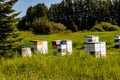 Bee hives in a field. Red Deer County,Alberta,Canada