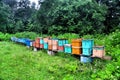 Bee hives in a forest farm Guamka