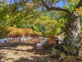 Bee hives in the forest of Thassos Island , Greece