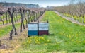 Bee hives in a fruit orchard and vineyard Royalty Free Stock Photo