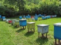 Bee hives in green field with forest in background Royalty Free Stock Photo