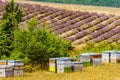 Bee hives at lavender field