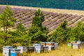 Bee hives at lavender field