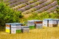 Bee hives at lavender field