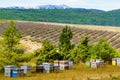 Bee hives at lavender field