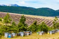 Bee hives at lavender field