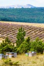 Bee hives at lavender field