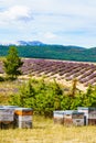 Bee hives at lavender field