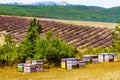 Bee hives at lavender field