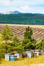 Bee hives at lavender field