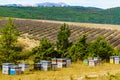 Bee hives at lavender field