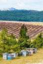 Bee hives at lavender field