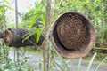 Bee hives made of bamboo trunk and wrapped with coconut palm fibers in Bali, Indonesia. A swarm of bees in a bamboo hive