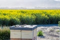 Pollination of a flowering crop, rapeseed, by placing bee hives in the field in Canterbury, New Zealand Royalty Free Stock Photo