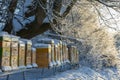 Bee hives in winter - bee breeding Apis mellifera in beautiful winter Royalty Free Stock Photo