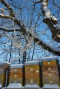 Bee hives in winter - bee breeding Apis mellifera in beautiful winter Royalty Free Stock Photo