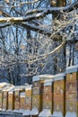 Bee hives in winter - bee breeding Apis mellifera in beautiful winter Royalty Free Stock Photo