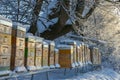 Wooden bee hives in winter - bee breeding Apis mellifera in beautiful winter sunny day Royalty Free Stock Photo