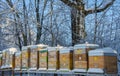 Bee hives in winter - bee breeding Apis mellifera in beautiful winter