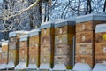 Bee hives in winter - bee breeding Apis mellifera in beautiful winter Royalty Free Stock Photo