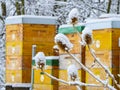 Bee hives in winter time - hives in snow Royalty Free Stock Photo